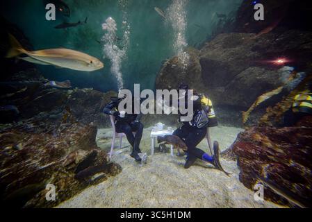 Taucher testen eine immersive Unterwasser-Wohnzimmerinstallation im Eddystone Reef Tank im National Marine Aquarium in Plymouth, um die Kampagne „Ocean Friendly Homes“ des Aquariums und Ocean Conservation Trust zu starten, die dazu beitragen soll, den Ozean vor alltäglichen CO2-Emissionen zu schützen. Bilddatum: Mittwoch, 30. Juli 2025. Stockfoto