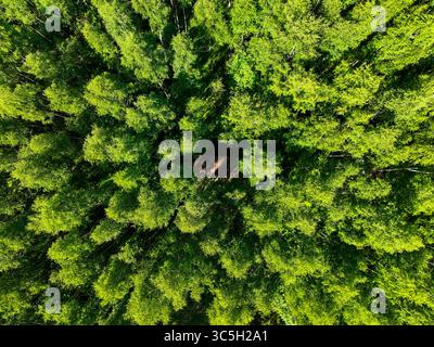 Ein direkter Blick von oben zeigt das pulsierende, dichte Baldachin eines grünen Waldes mit Sonnenlicht, das die Baumkronen beleuchtet Stockfoto