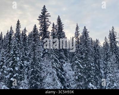 Winterliche Waldszene mit schneebedeckten immergrünen Bäumen und bewölktem Himmel. Stockfoto