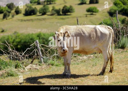 Die Kuh auf der Wiese frisst das Gras. Stockfoto