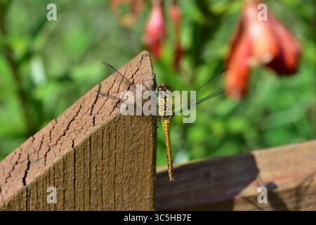 Libelle auf Holzzaun im ländlichen Garten. Makrobild mit empfindlichen Flügeln, Körperstruktur und friedlichen Momenten im Freien in natürlicher Umgebung Stockfoto