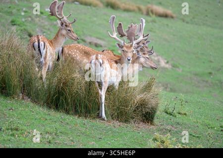 Damhirsch (Dama Dama) mit einem Geweih in Samt. Ende Juli, Kent, Großbritannien. Stockfoto