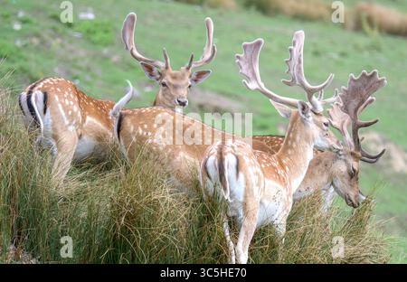 Damhirsch (Dama Dama) mit ihrem Geweih in Samt. Ende Juli, Kent, Großbritannien. Stockfoto