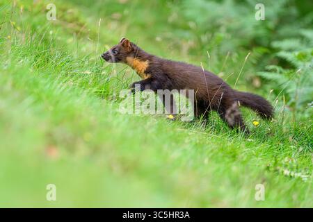 Walisische Kiefernmarder-Kits im Wald von Dyfi, Wales. Seltene Sichtung am Tag. Stockfoto