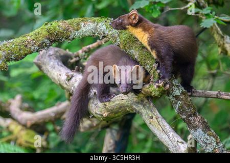 Walisische Kiefernmarder-Kits im Wald von Dyfi, Wales. Seltene Sichtung am Tag. Stockfoto