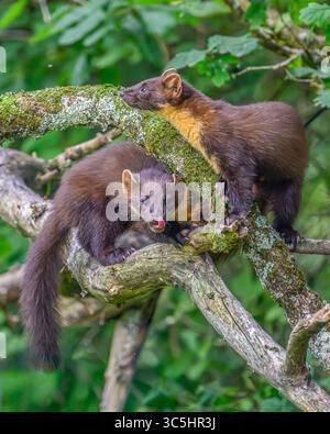 Walisische Kiefernmarder-Kits im Wald von Dyfi, Wales. Seltene Sichtung am Tag. Stockfoto
