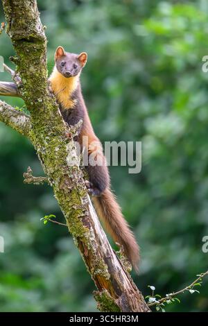 Walisische Kiefernmarder-Kits im Wald von Dyfi, Wales. Seltene Sichtung am Tag. Stockfoto