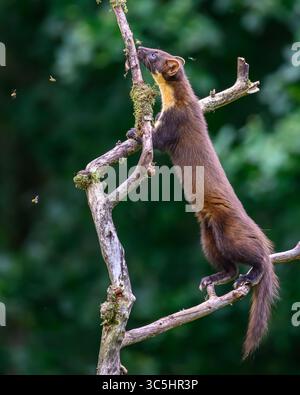 Walisische Kiefernmarder-Kits im Wald von Dyfi, Wales. Seltene Sichtung am Tag. Stockfoto