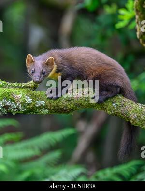 Walisische Kiefernmarder-Kits im Wald von Dyfi, Wales. Seltene Sichtung am Tag. Stockfoto