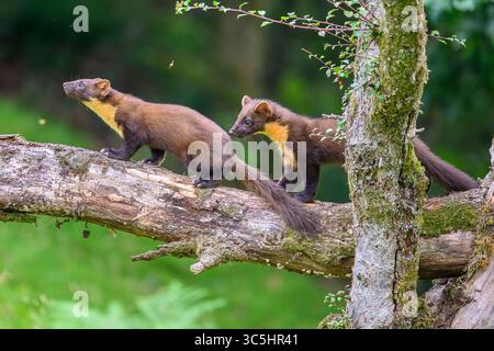 Walisische Kiefernmarder-Kits im Wald von Dyfi, Wales. Seltene Sichtung am Tag. Stockfoto