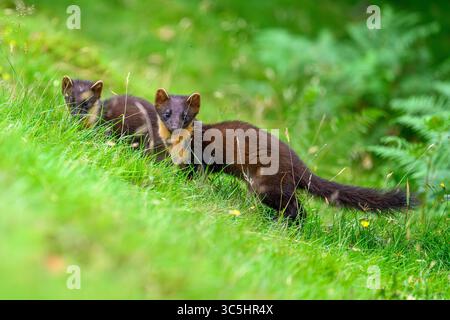 Walisische Kiefernmarder-Kits im Wald von Dyfi, Wales. Seltene Sichtung am Tag. Stockfoto