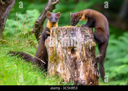 Walisische Kiefernmarder-Kits im Wald von Dyfi, Wales. Seltene Sichtung am Tag. Stockfoto