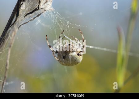 Eine faszinierende Araneus-Quadratus-Spinne mit ihrem charakteristischen abgerundeten Bauch kriecht entlang des Netzes Stockfoto