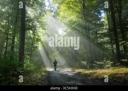 Wanderer in einem nebelgrünen Wald mit wunderschönen Lichtstrahlen. Mann mit Rucksack, der auf einer malerischen Feldstraße in einer beeindruckenden Atmosphäre spaziert. Stockfoto