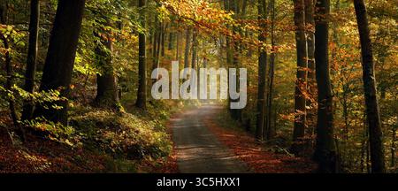 Leuchtende, fröhliche Herbstfarben in einem sonnigen Wald mit bunten Laub und einer unbefestigten Straße. Panoramablick in Panoramaformat. Stockfoto