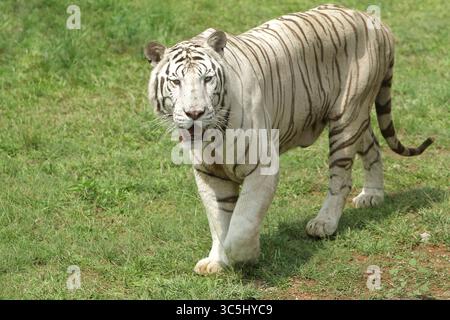 Ein weißer Tiger wird morgens auf dem Gras gesehen Stockfoto