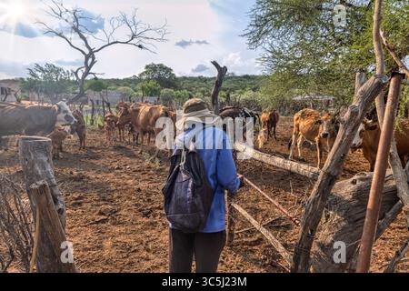 afrikanischer Hirte öffnet das Tor einer Rinderherde, alter Mann mit den Kühen im Kraal, Dorf in Südafrika Stockfoto