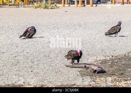 Drei putengeier neben totem Muränen auf dem Sand am Strand, schwarzes Gefieder und roter Kopf, sonniger Frühlingstag in Loreto, Baja California S Stockfoto
