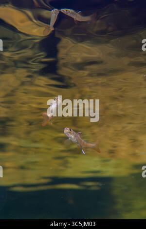Zwei junge Koho-Lachse im Flachwasser eines Flusses in British Columbia, Kanada. Stockfoto