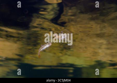 Juvenile Coho Smolts in Kanada. Stockfoto