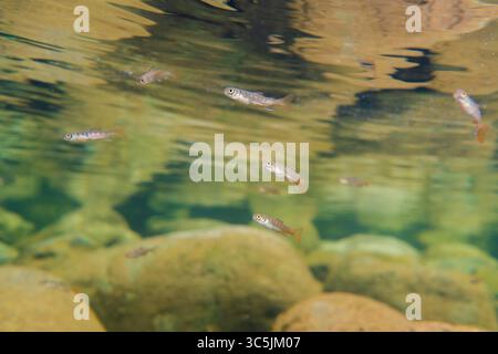 Pazifischer Lachs schwelgt in einem sauberen Fluss in British Columbia, Kanada. Stockfoto