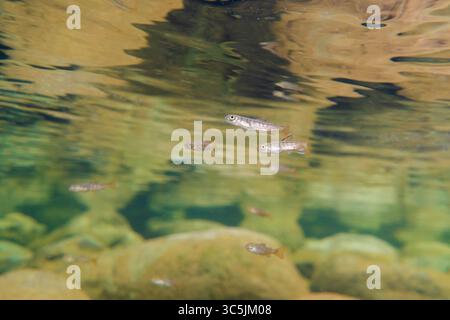 Junger Coho-Lachs in einem Kaltwasserfluss in North Vancouver, British Columbia, Kanada. Stockfoto