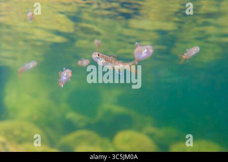 Die Lachsschule schmilzt in einem Kaltwasserfluss in North Vancouver, British Columbia, Kanada. Stockfoto