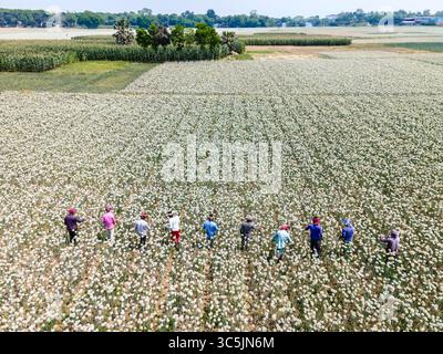 Aus der Vogelperspektive von Bauern, die in einem weiten, weißen Feld unter klarem Himmel arbeiten, im Kontrast zu den grünen Feldern und dem fernen Wasser, Faridpur, Dhaka Division, Bangladesch. Stockfoto