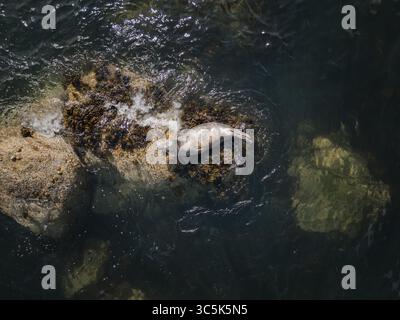 Aus der Vogelperspektive sonnt sich eine ruhige Robbe auf den zerklüfteten, von Algen übersäten Felsen inmitten des dunklen, wirbelnden Wassers der Irischen See, Dublin, Irland. Stockfoto
