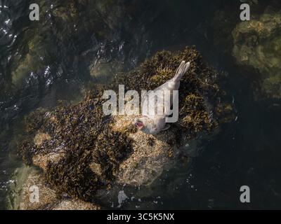 Aus der Vogelperspektive einer Robbe, die sich auf einem mit Meeresalgen bedeckten Felsen erhebt, deren schlanke Form im Kontrast zum dunklen, plätschernden Wasser steht, Dublin, Irland. Stockfoto