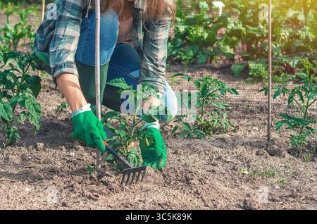 Eine Bäuerin zieht Unkraut in der Nähe von Tomatensämlingen im Boden im Gemüsegarten heraus. Hände in Handschuhe. Ökologischer Landbau und Frühjahrsgartenkonzept. Stockfoto