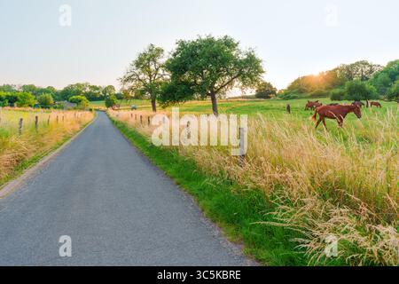 Friedliche ländliche Straße, die von hohen Gras und Bäumen umgeben ist, mit weidenden Kühen und einem warmen Sonnenuntergang, der eine ruhige Atmosphäre schafft. Stockfoto