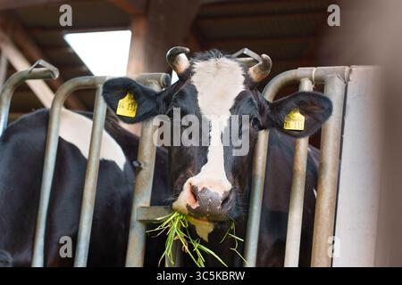 Aus nächster Nähe sehen Sie eine holsteinische Kuh, die in einer gut beleuchteten Scheune auf dem Gras knabbert und die Details des Tieres und die rustikale Umgebung zeigt. Stockfoto