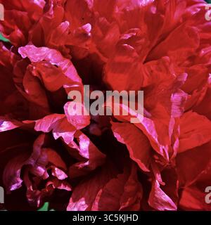 Blütenblätter der roten Pfingstrosenblüte in Nahaufnahme Stockfoto