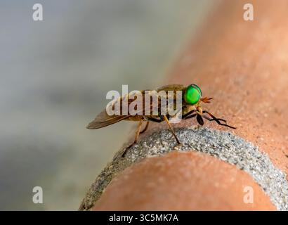 Eine grünäugige Pferdefliege (Philipomyia aprica). Fotografiert in Tremosine. Tremosine liegt am nördlichen Westufer des Gardasees. Stockfoto