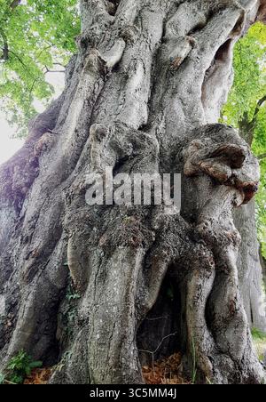 Blick nach oben auf einen alten knorrigen Baumstamm mit grünen Blättern Stockfoto