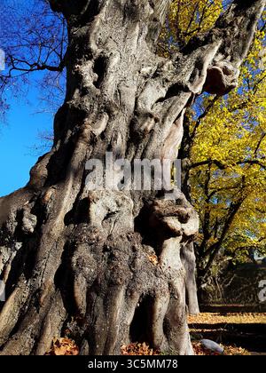 Blick nach oben auf einen alten knorrigen Baumstamm mit goldgelben Blättern und einem klaren blauen Himmel Stockfoto