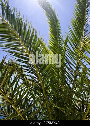 Sonnenlicht durchströmt Dattelpalmenblätter mit einem klaren blauen Himmel im Hintergrund und schafft eine tropische und ruhige Atmosphäre. Stockfoto