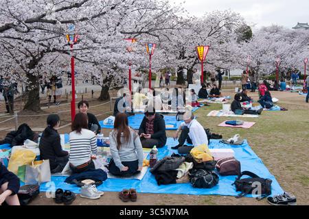 Japaner genießen ein „Hanami“-Picknick mit Freunden auf dem Gelände des Himeji Castle in Hyogo, Japan. Stockfoto