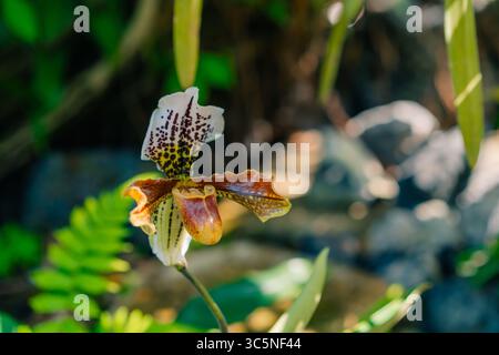 Eine Nahaufnahme einer blühenden exotischen paphiopedilum lowii-Blüte. Hochwertige Fotos Stockfoto