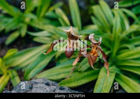 Eine Nahaufnahme einer blühenden exotischen paphiopedilum lowii-Blüte. Hochwertige Fotos Stockfoto
