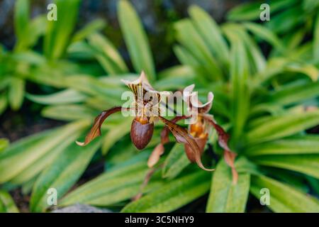 Eine Nahaufnahme einer blühenden exotischen paphiopedilum lowii-Blüte. Hochwertige Fotos Stockfoto