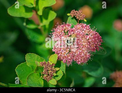 Im Mount Rainier National Park in Washington, USA, werden die leuchtenden rosafarbenen Blüten einer Spirea gefeiert. Die Biene sammelt Pollen von t Stockfoto