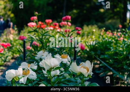 Weiße und rote paeonia officinalis im Garten. Hochwertige Fotos Stockfoto