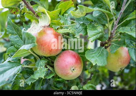 Äpfel auf einem Baum. Stockfoto