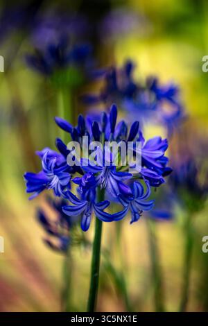 Natürliches halbdicht blühendes Pflanzenportrait des herrlichen Agapanthus „Northern Star“ PBR, afrikanische Lilie „Northern Star“, bei gutem Sonnenschein. Himmlisch Stockfoto