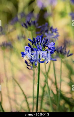 Natürliches halbdicht blühendes Pflanzenportrait des herrlichen Agapanthus „Northern Star“ PBR, afrikanische Lilie „Northern Star“, bei gutem Sonnenschein. Himmlisch Stockfoto