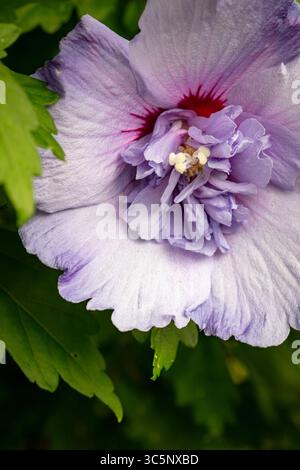 Natürliche Nahaufnahme blühendes Pflanzenporträt des ungewöhnlichen Hibiscus syriacus 'TOTUS Albus', Rose von Sharon 'TOTUS Albus', Blüte. Legitim, Verlockend, Stockfoto