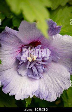 Natürliche Nahaufnahme blühendes Pflanzenporträt des ungewöhnlichen Hibiscus syriacus 'TOTUS Albus', Rose von Sharon 'TOTUS Albus', Blüte. Legitim, Verlockend, Stockfoto