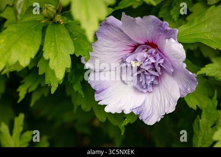 Natürliche Nahaufnahme blühendes Pflanzenporträt des ungewöhnlichen Hibiscus syriacus 'TOTUS Albus', Rose von Sharon 'TOTUS Albus', Blüte. Legitim, Verlockend, Stockfoto